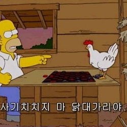 닭 닭대가리 사기치지마 닭대가리야 사기 사기치는닭 암닭