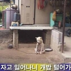 고전 고대 유물 자고 일어나니 개밥 털어가 개무륵 시무륵