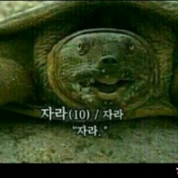 자라 그만자라 동물 