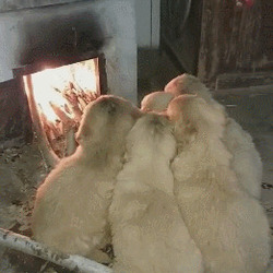 추워 강아지 멍멍이 멍뭉이 귀요미 아궁이 불쬐는 댕댕이 귀여운 인절미