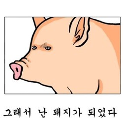 돼지 다이어트 실패 되었다 뚱뚱 꿀꿀