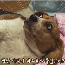 개소리 강아지 개 어디서 들렸는데 무시 놀림 바보