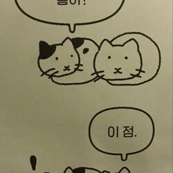 고양이 냥이 어떤점 이점 좋아