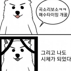 주식 코인 매수 타이밍 매수타이밍 폭락 추매 추격매수 곡소리 시체