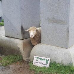 낀거아님 알아서 나갈예정 양낌