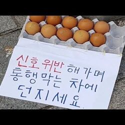 신호위반 통행막는 차에 던지세요 계란 달걀