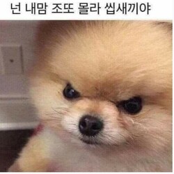 강아지 화남 공감필요