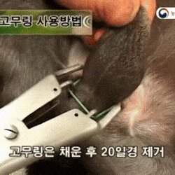 중성화 고무링 고자