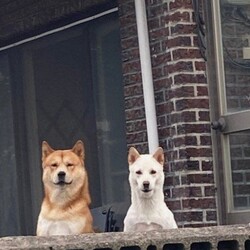 개 강아지 두마리 적당히해라 홀쭉이