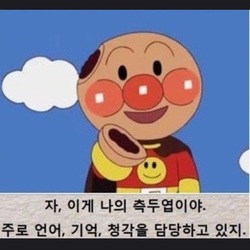 호빵맨 이게 나의 측두엽이야 주로 언어 기억 청각을 담당하지