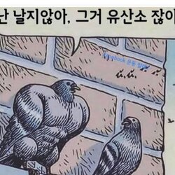 근육 비둘기 헬창 헬스 운동 난 날지않아 그거 유산소 잖아