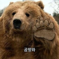 곰방와 인사 곰 불곰 앞발 안녕