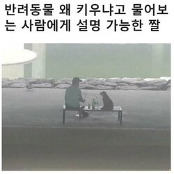 반려동물 왜 키우냐고 물어보는 사람들에게 설명 가능한 짤