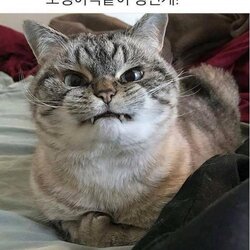 빡침 조랭이 떡같이 생긴게 화난 고양이