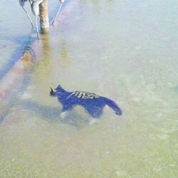 고양이 꽁냥이 꽁꽁얼어붙은